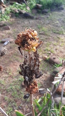Aceria aloinis