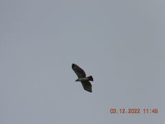 Nisaetus cirrhatus limnaeetus