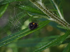 Apolinus lividigaster