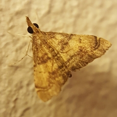 Diplopseustoides mineti