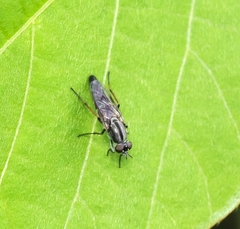 Phycinae