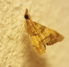 Diplopseustoides mineti