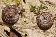 Phacussa lucetta