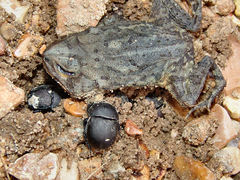 Geotrupes opacus