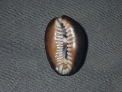 Monetaria caputserpentis