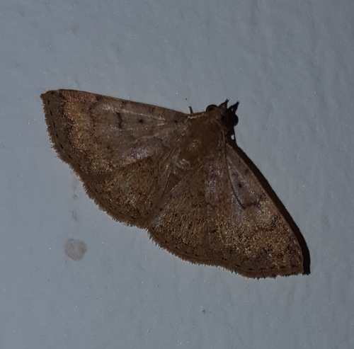 Corgatha terracotta