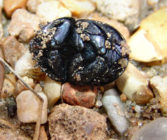 Geotrupes opacus
