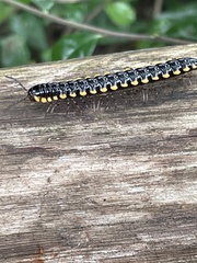 Anoplodesmus saussurii