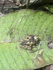 Pristimantis labiosus