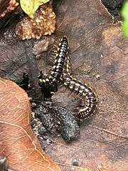 Anoplodesmus saussurii