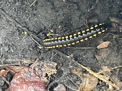 Anoplodesmus saussurii