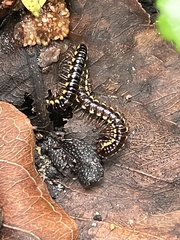 Anoplodesmus saussurii