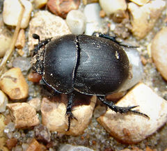 Geotrupes opacus