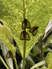 Scolypopa