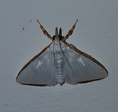 Cirrhochrista etiennei