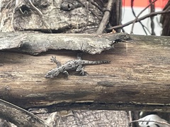 Hemidactylus platyurus