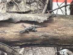 Hemidactylus platyurus