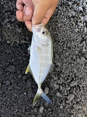 Caranx sexfasciatus