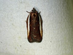 Acleris celiana
