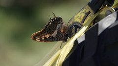 Charaxes saturnus