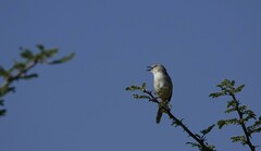 Prinia subflava