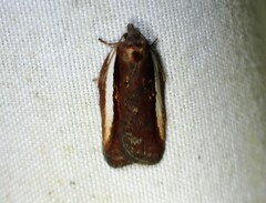 Acleris celiana