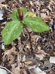 Trillium cuneatum