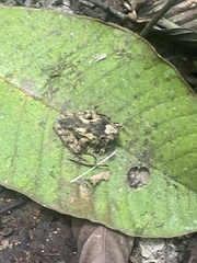 Pristimantis labiosus