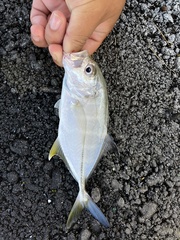 Caranx sexfasciatus
