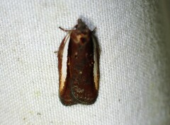 Acleris celiana