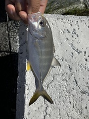 Caranx sexfasciatus