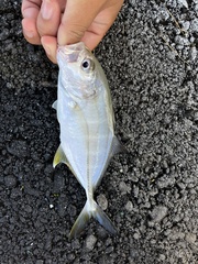 Caranx sexfasciatus