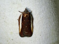 Acleris celiana