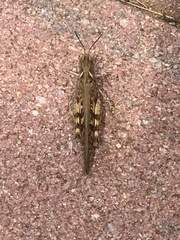 Chortoicetes terminifera