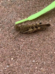 Chortoicetes terminifera