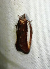 Acleris celiana