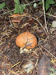 Suillus ponderosus