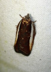 Acleris celiana