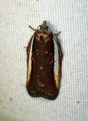 Acleris celiana