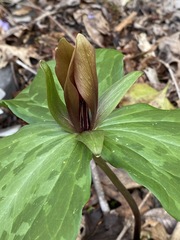 Trillium cuneatum
