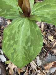 Trillium cuneatum