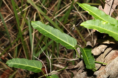 Leichhardtia lloydii
