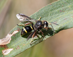 Austrogorytes bellicosus