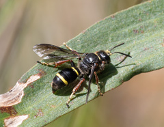 Austrogorytes bellicosus