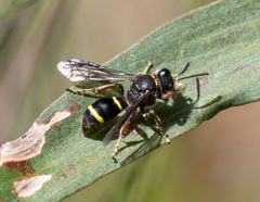 Austrogorytes bellicosus