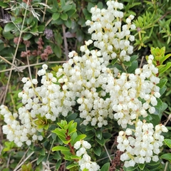 Gaultheria crassa