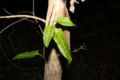 Leichhardtia lloydii