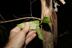Leichhardtia lloydii