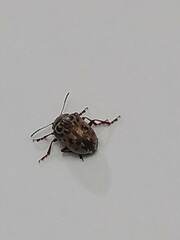 Doryphorina