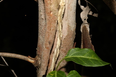 Leichhardtia lloydii